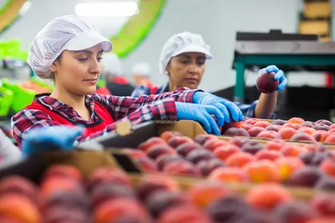 Fruit Packing Jobs in Italy 